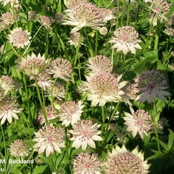 Astrantia 'Buckland'