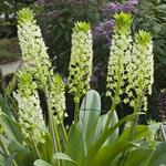 Eucomis pole-evansii - Kuiflelie / ananasplant