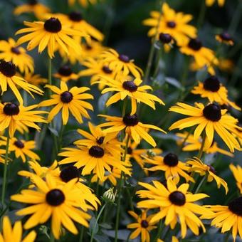 Rudbeckia fulgida var. sullivantii 'Goldsturm'