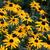 Rudbeckia fulgida var. sullivantii 'Goldsturm'