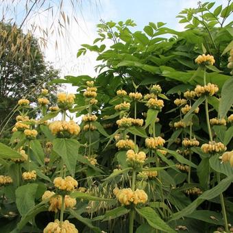 Phlomis russeliana