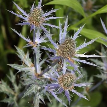 Eryngium x zabelii 'Jos Eijking'