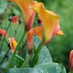 Zantedeschia 'Treasure' - Aronskelk