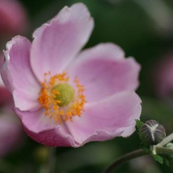 Anemone hupehensis