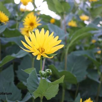 Silphium