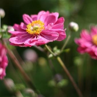 Anemone x hybrida 'Pamina'