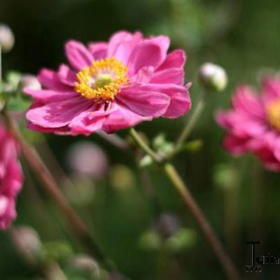 Anemoon, herfstanemoon - Anemone x hybrida 'Pamina'