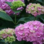 Hydrangea macrophylla 'Gertrud Glahn' - Hortensia