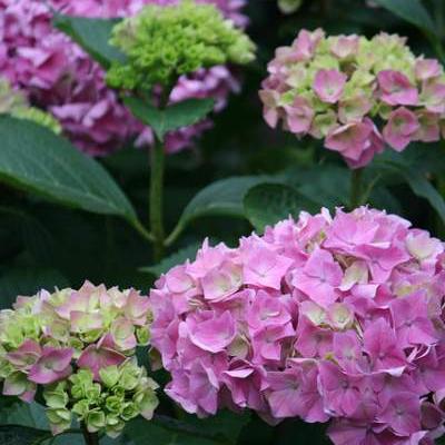 Hortensia - Hydrangea macrophylla 'Gertrud Glahn'