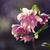 Helleborus orientalis