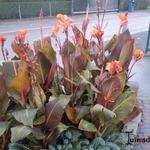 Canna indica - Bloemriet