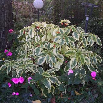 Impatiens niamniamensis 'Golden Cockatoo'