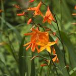 Crocosmia x crocosmiiflora 'Star of the East' - Montbretia