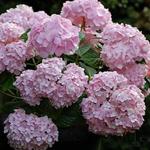 Hydrangea Macrophylla 'ENDLESS SUMMER' - Hortensia