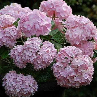 Hydrangea Macrophylla 'ENDLESS SUMMER'