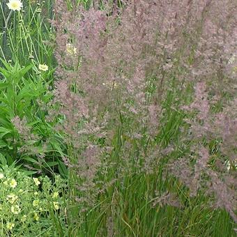 Calamagrostis x acutiflora 'Karl Foerster'