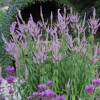 Veronicastrum virginicum 'Fascination'