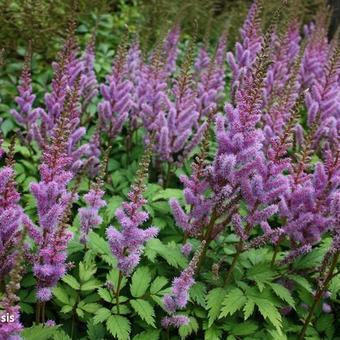 Astilbe chinensis