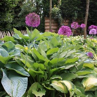 Hosta