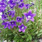 Campanula aucheri - Klokjesbloem