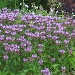 Monarda 'Neon' - Bergamotplant