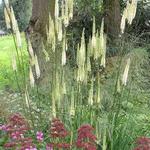 Actaea simplex 'Prichard's Giant' - Zilverkaars