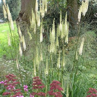 Actaea simplex 'Prichard's Giant'