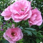 Rosa 'Bantry Bay' - Roos, Klimroos