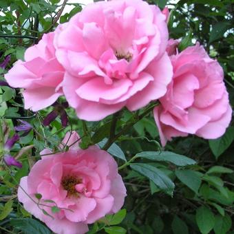 Rosa 'Bantry Bay'