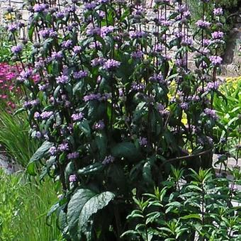 Phlomis tuberosa