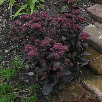 Sedum telephium 'El Cid'