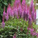 Astilbe chinensis var. taquetii 'Purpurlanze' - Pluimspirea