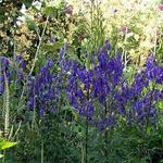 Aconitum napellus 'Newry Blue' - Monnikskap