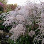 Miscanthus sinensis 'Gewitterwolke' - Miscanthus sinensis 'Gewitterwolke'