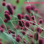 Sanguisorba - Pimpernel