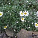 Rhodanthemum hosmariense - Marokkaans madeliefje