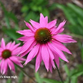 Echinacea purpurea 'Kim's Knee High'