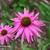 Echinacea purpurea 'Kim's Knee High'