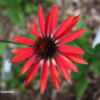 Echinacea purpurea 'Hot Summer'