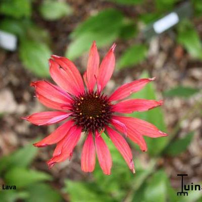 Rode zonnehoed - Echinacea purpurea 'Hot Lava'