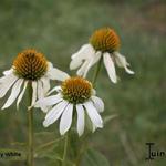 Echinacea purpurea 'Crazy White' - Rode zonnehoed