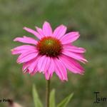 Echinacea purpurea 'Crazy Pink' - Rode zonnehoed