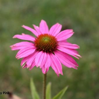 Echinacea purpurea 'Crazy Pink'