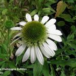 Echinacea  purpurea 'Champagne Bubbles' - Rode zonnehoed