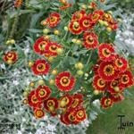 Helenium 'Flammenrad' - Zonnekruid