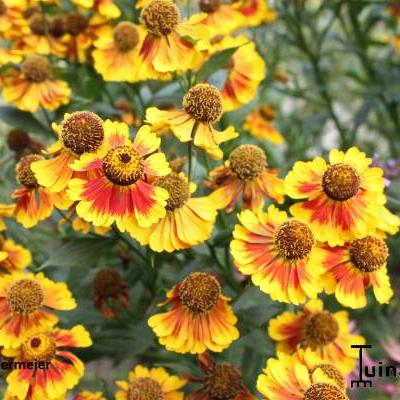 Zonnekruid - Helenium 'Biedermeier'