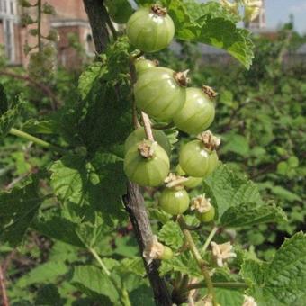 Ribes uva-crispa Hinnonmaki Röd