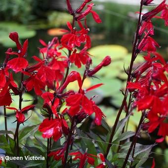 Lobelia cardinalis 'Queen Victoria'