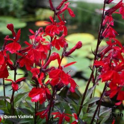 Lobelia cardinalis 'Queen Victoria' - Lobelia