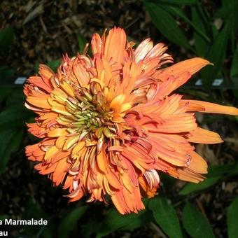 Echinacea purpurea 'Marmalade'